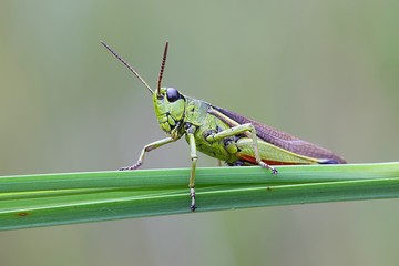 Large marsh grasshopper, Stethophyma grossum