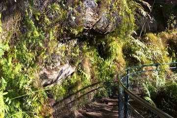 Walking trail in mountain. Wentworth Falls, Blue Mountains National Park, Australia