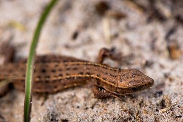 Naklejka premium Macro shot of a tiny lizard in the forest near the Baltic sea