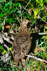 Spruce Grouse
