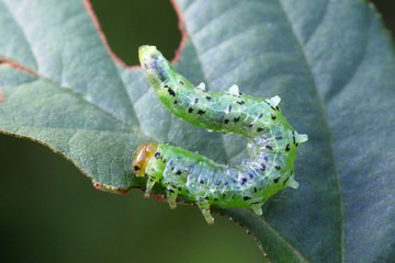 Naklejka premium Sawfly caterpillar eating leaf