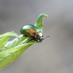 Leaf beetle, Chrysolina fastuosa