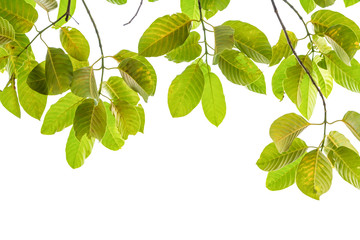Fototapeta na wymiar Ivy green with leaf on isolate white background