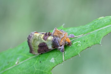 Tutts burnished brass moth, Diachrysia tutti