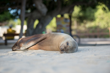 ガラパゴスアザラシ
