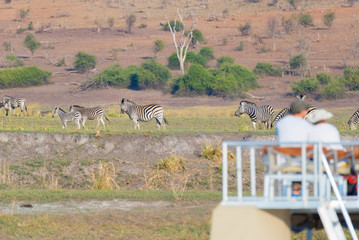 Tourist watching herd of zebras grazing in the bush. Boat cruise and wildlife safari on Chobe...