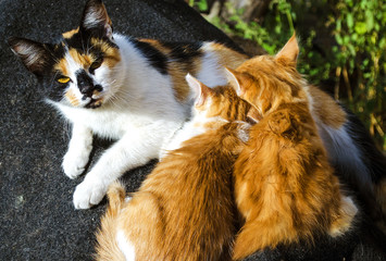Mother cat feeding kittens