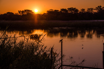 Chobe river sunset