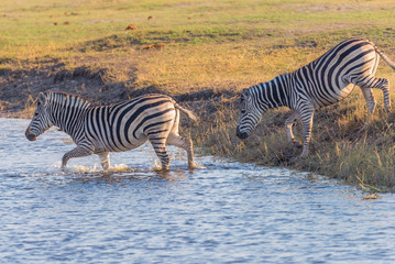 Fototapeta na wymiar Zebras crossing Chobe river. Glowing warm sunset light. Wildlife Safari in the african national parks and wildlife reserves.