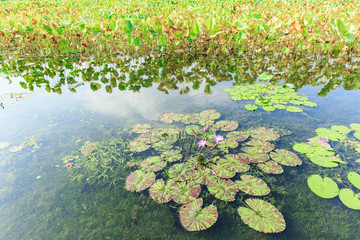 Obraz na płótnie Canvas Green aquatic plant water lily leaves growing in a pond