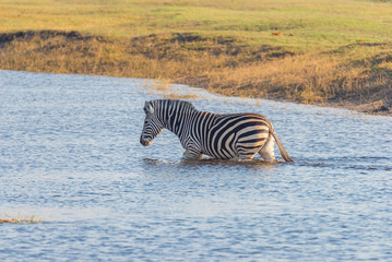 Fototapeta na wymiar Zebras crossing Chobe river. Glowing warm sunset light. Wildlife Safari in the african national parks and wildlife reserves.