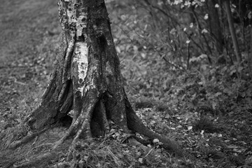 Корень и нижняя часть ствола берёзы