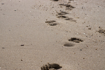 Spuren im Sand
