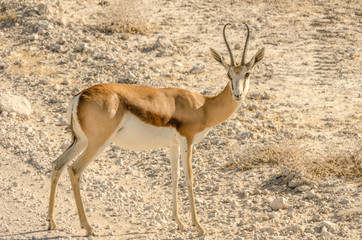 Thomson's gazelle