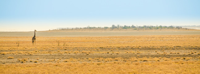 Etosha Namibia