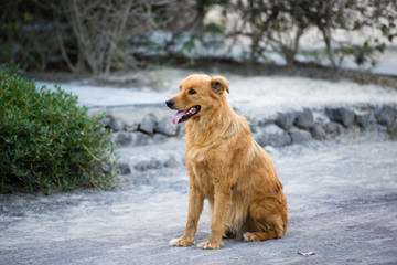 Obraz premium ガラパゴス、放し飼いの犬