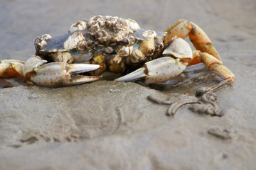Krabbe am Strand