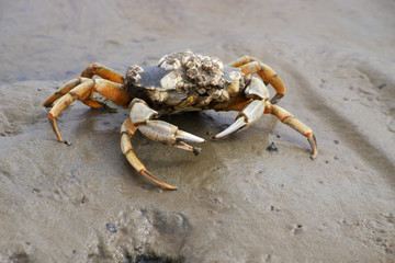 Krabbe am Strand