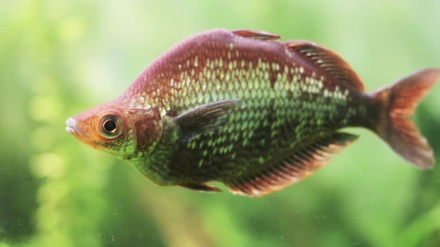 Red rainbowfish