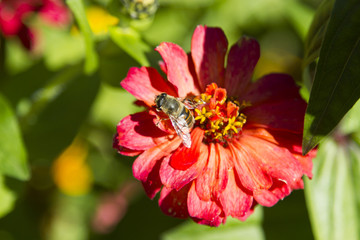 Bee on a flower