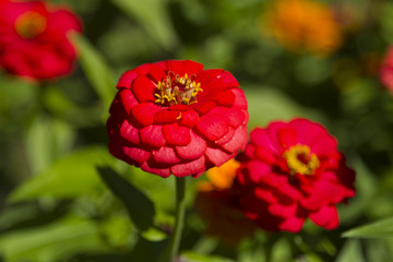 Beautiful autumn flower