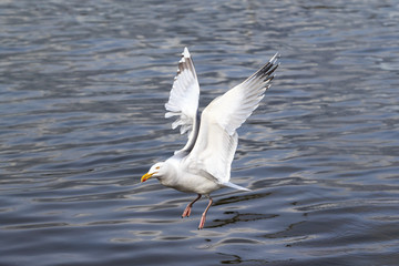 Hungry seagull birds fighting for fish rests