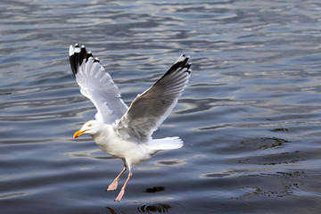 Hungry seagull birds fighting for fish rests