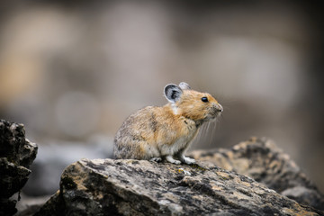  American Pika (Ochotona princeps)
