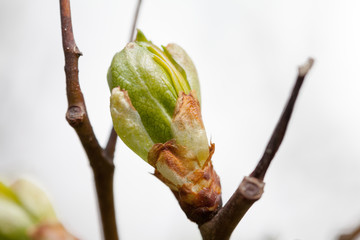 Spring bud. Composition of nature.