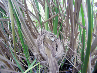 Fototapeta premium Paddyfield Warbler (Acrocephalus agricola).