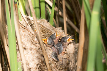 Paddyfield Warbler (Acrocephalus agricola).
