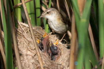 Paddyfield Warbler (Acrocephalus agricola).