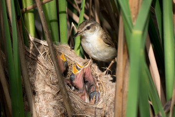 Paddyfield Warbler (Acrocephalus agricola).