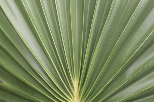 sugar palm leaf texture, abstract background