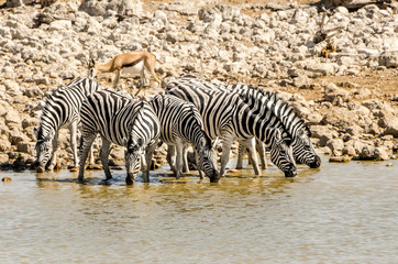 Fototapeta na wymiar zebra at Etosha spring water 