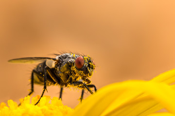 Fly