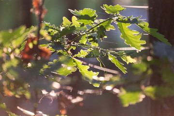 Smooth summer evening sunlight trough plants, grass, oak leaves, weed. Midsummer in Sweden