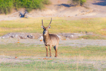 Male Waterbuck in the bush looking at camera. Wildlife Safari in the Chobe National Park, majestic travel destination in Botswana, Africa.