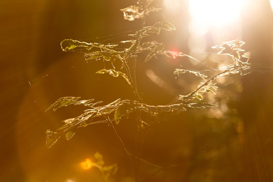 Smooth summer evening sunlight trough plants, grass, oak leaves, weed. Midsummer in Sweden