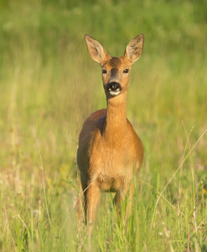 Roe deer