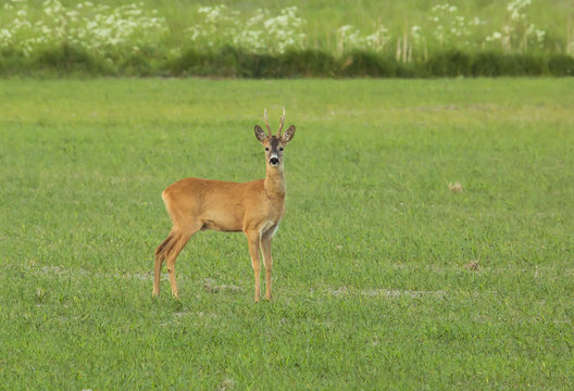 A beautiful watchful deer standing in the field
