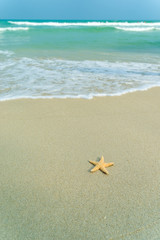 Starfish on perfect beach