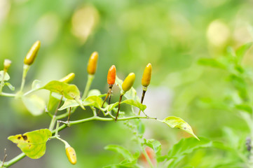 paprika plant ,chili plant or capsicum frutescens