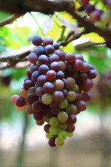 Red grapes in vineyard