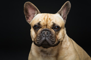 Beautiful french bulldog dog