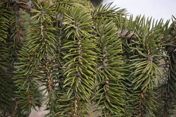  beautiful branches of spruce,background