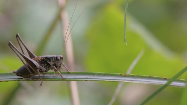 Dark bush cricket (Pholidoptera griseoaptera) male. Bush-cricket in the family Tettigoniidae showing head, compound eyes, palps and cerci