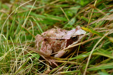 żaby 