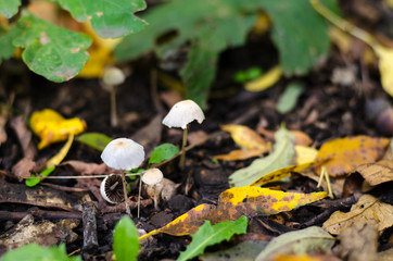 Pair of fragile thin mushrooms, in moorland, in forest.