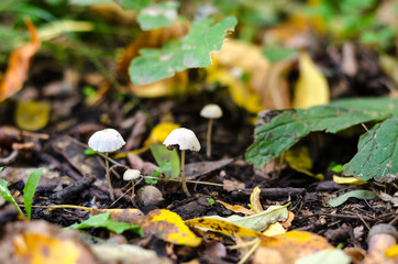Pair of fragile thin mushrooms, in moorland, in forest.